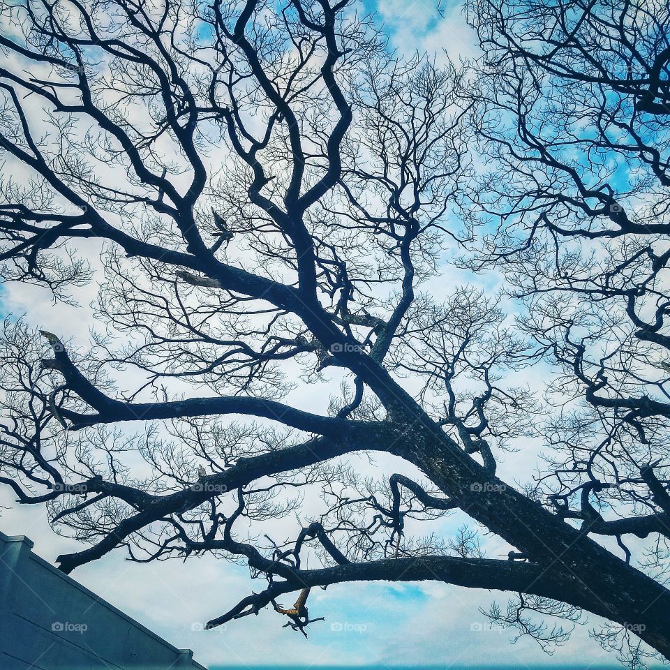 Tree and branches