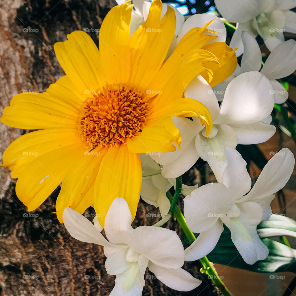 Another sunflower!