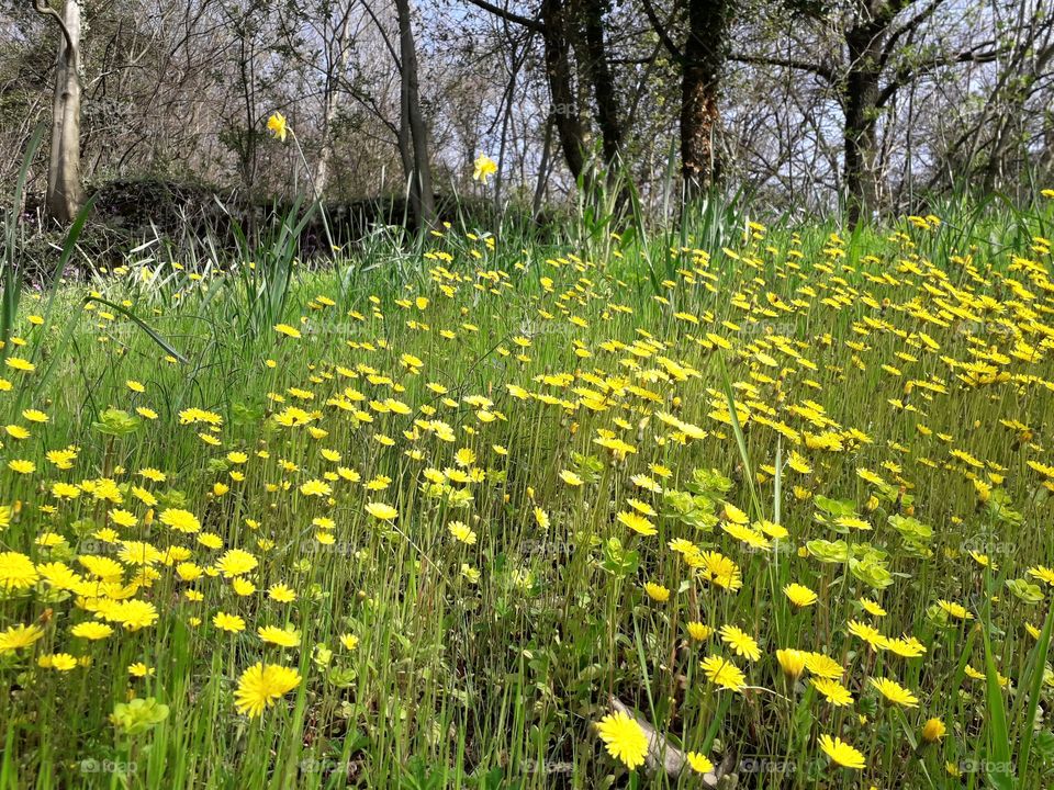 springtime in the wood