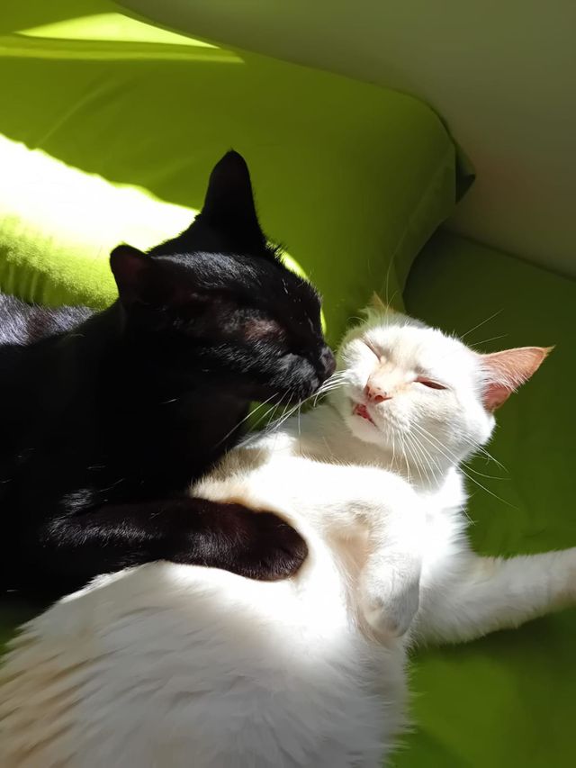 My black a white favourite cats