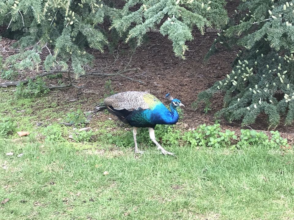 Peacock at Kew Garden 