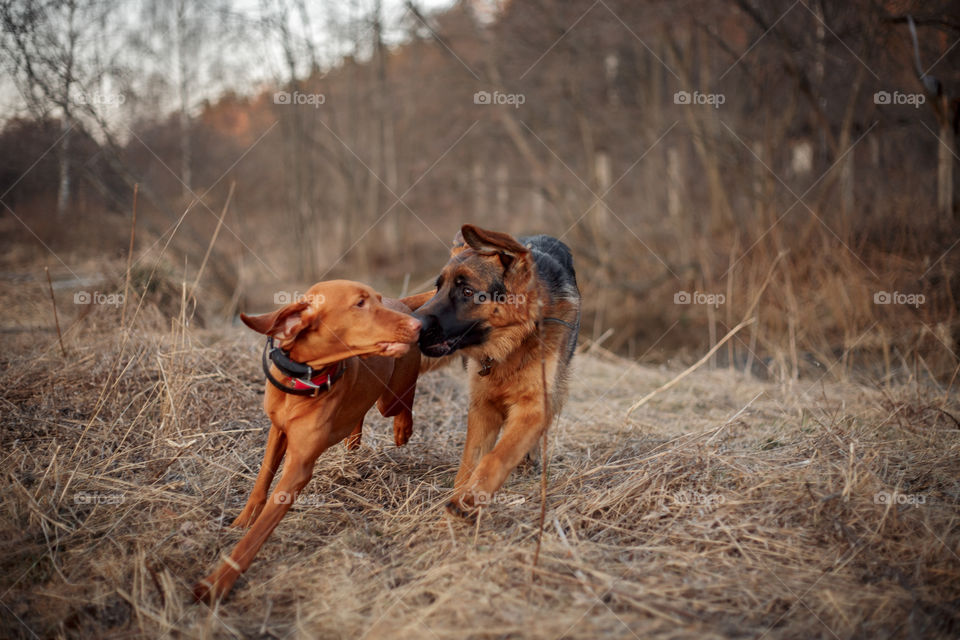 German shepherd young male dog playing with Hungarian vizsla dog outdoor at a spring evening