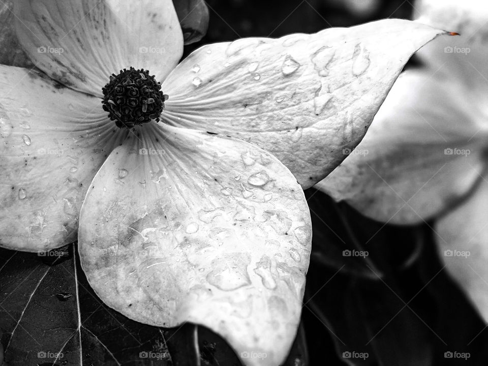 Raindrops On White Flower