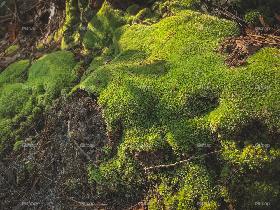 Moss growing on the side of the trail in NJ Pine Barrens