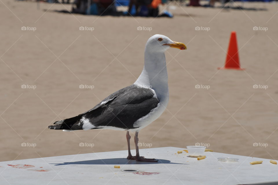 Seagull