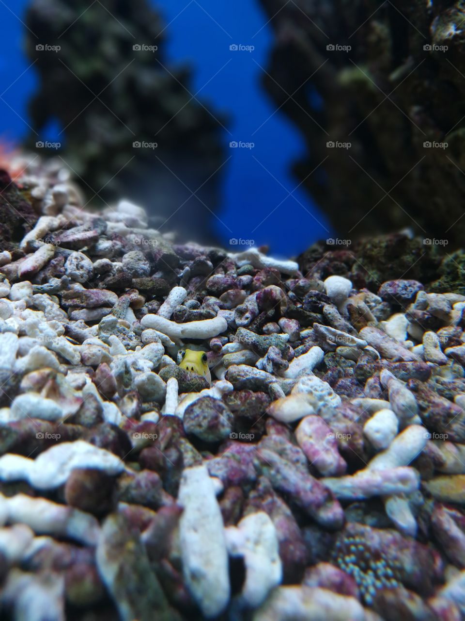 Fish hiding