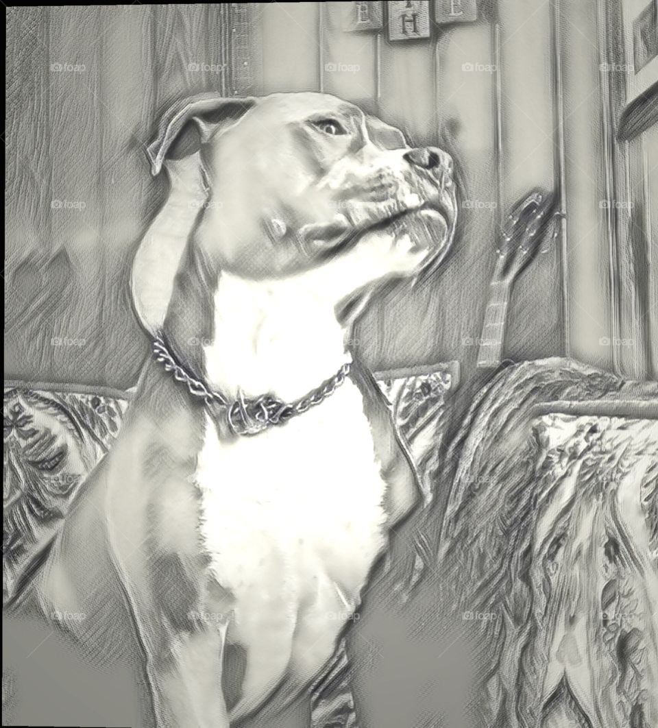 pit bull watchful  guitar