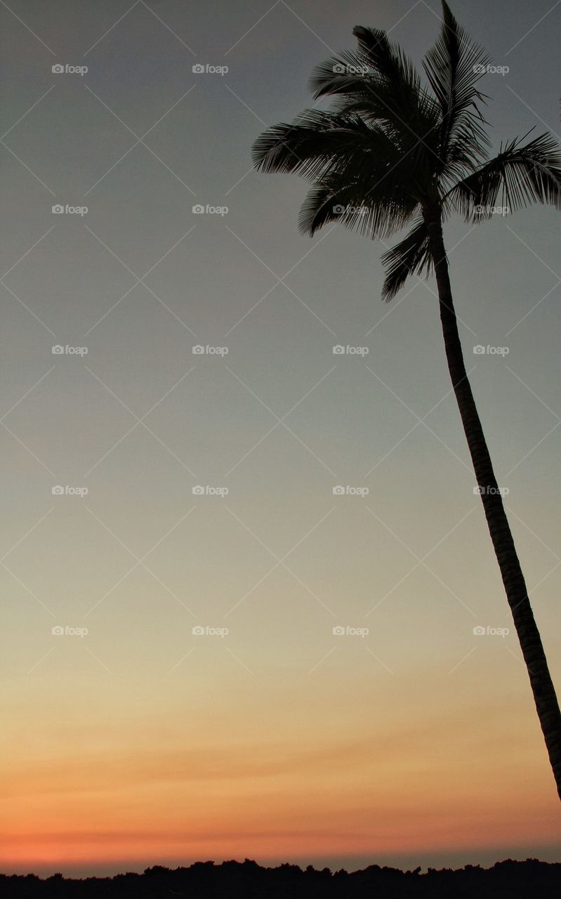 Palm tree in a lava field