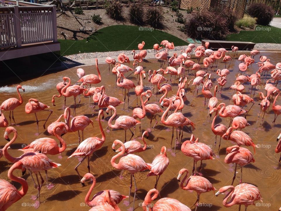 united states san diego seaworld san diego parc d'attractions by JBMotillon