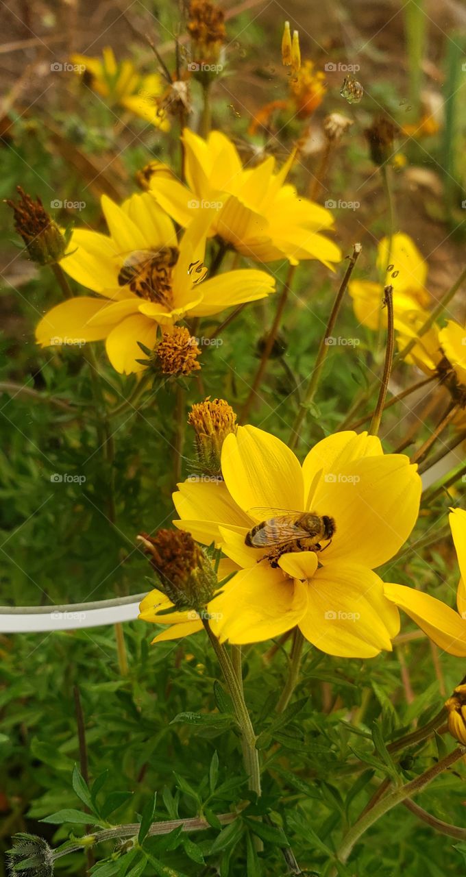 Seeing bouble of nature