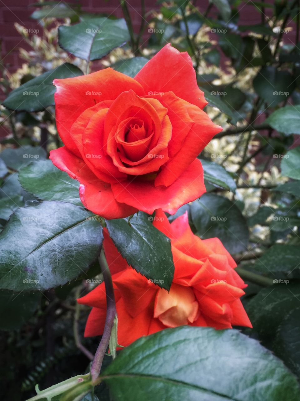 Rosenblüte