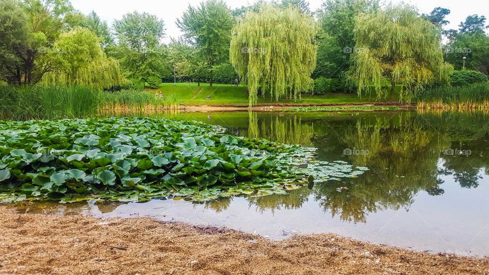 Pond in the park