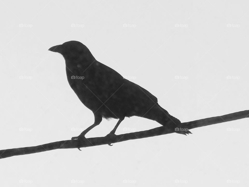 Crow silhouette in black and white 