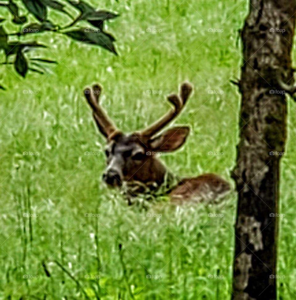 deer laying in grass by tree