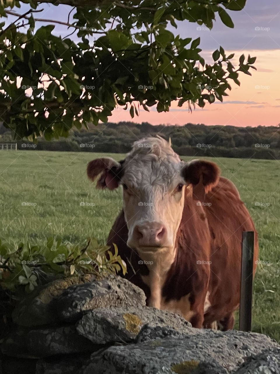 Cute cow
