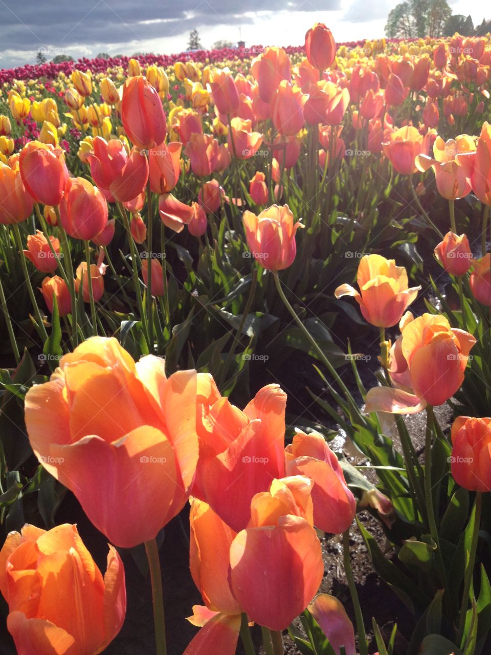 Field of Tasty. A delicious field of orange and yellow colored tulips bathed in midday sunlight.
