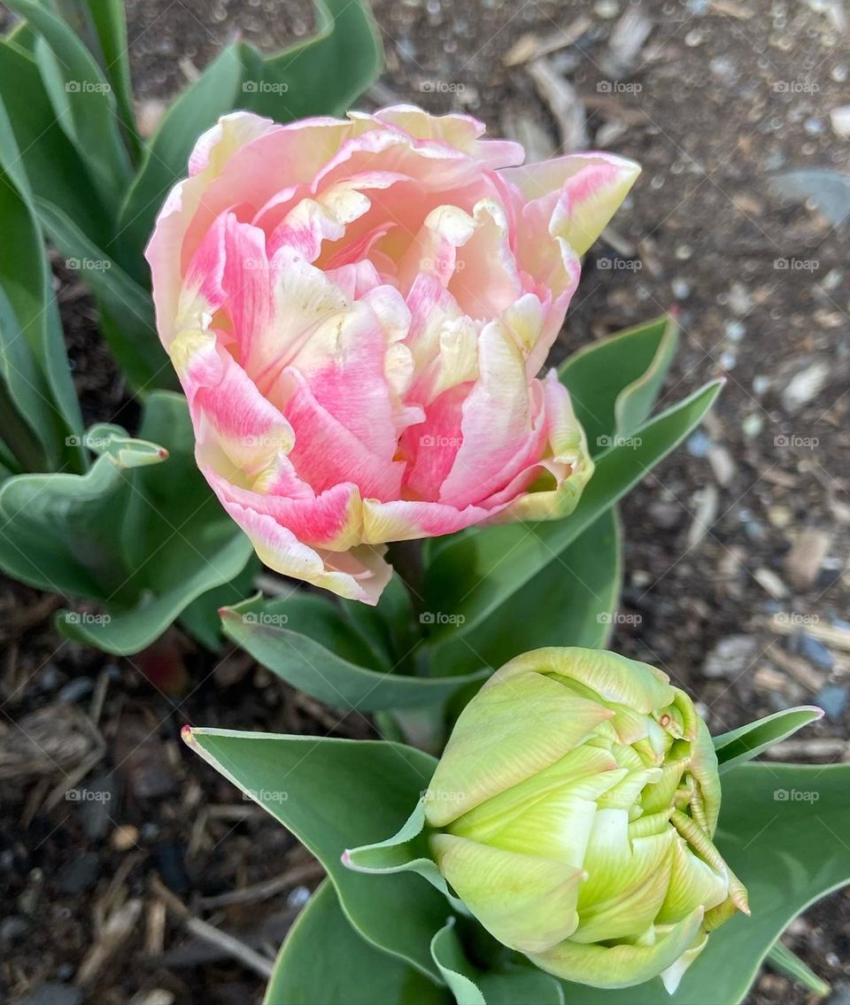 Tulip blooming in spring