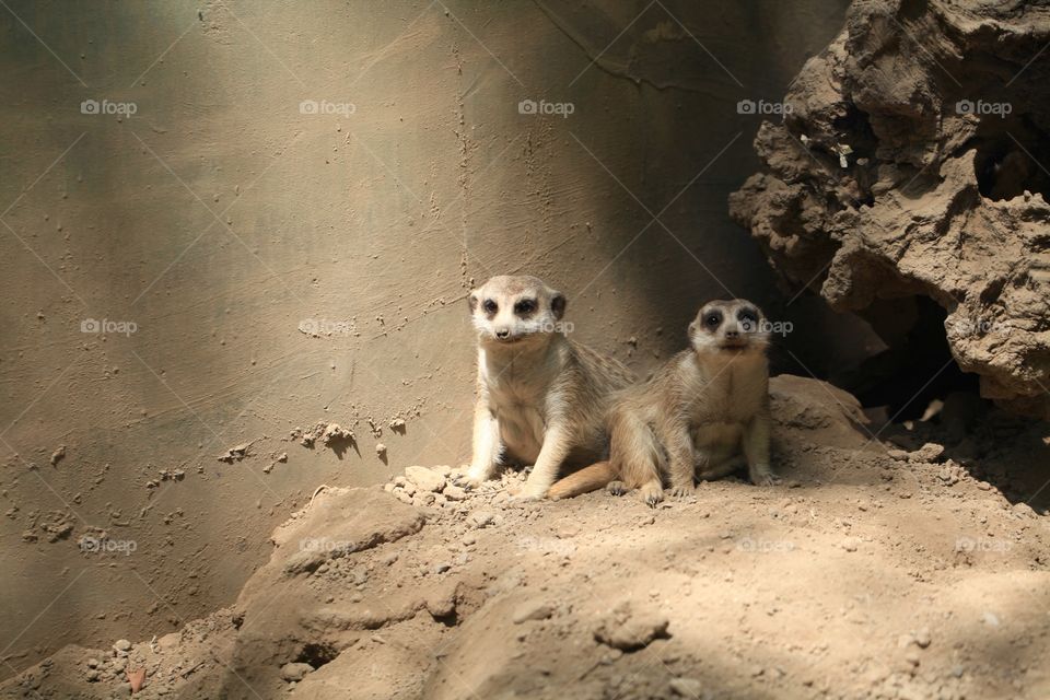 Meerkat