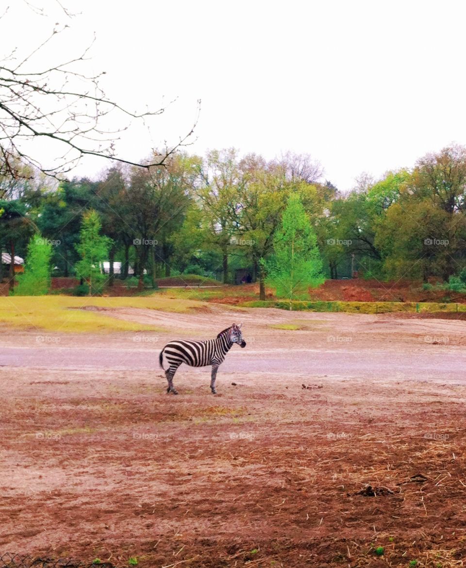 Zebra