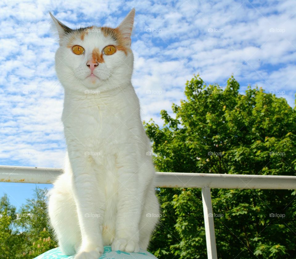 cat portrait balcony view blue sky background