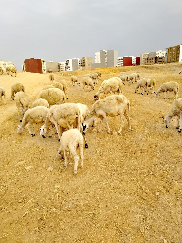 sheep on pasture