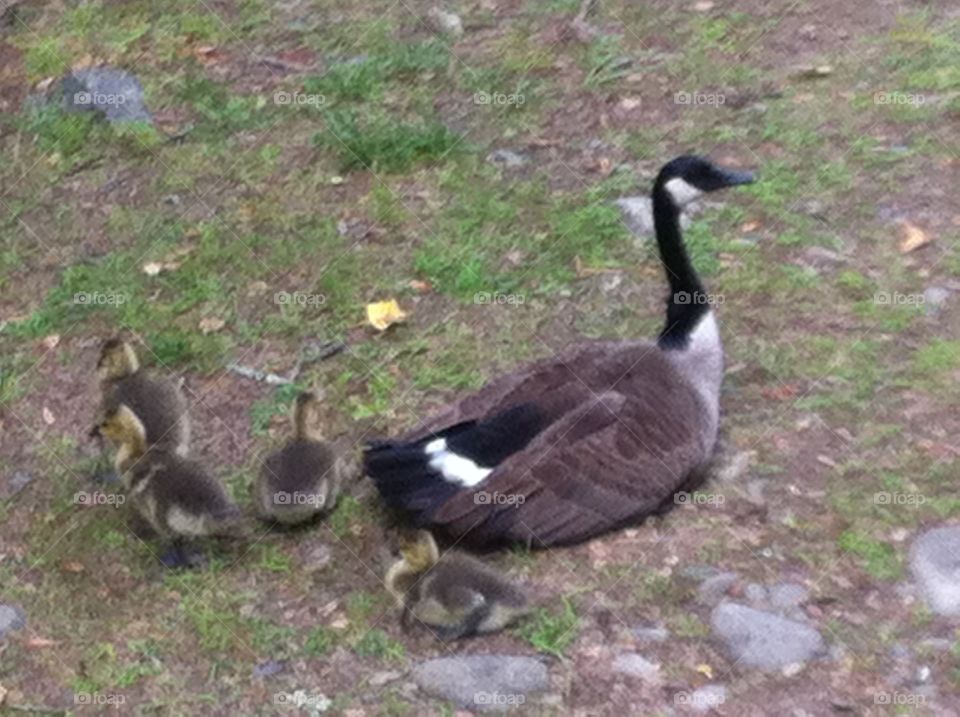 Goose with her goslings . Took this at a park in the Caralina's 