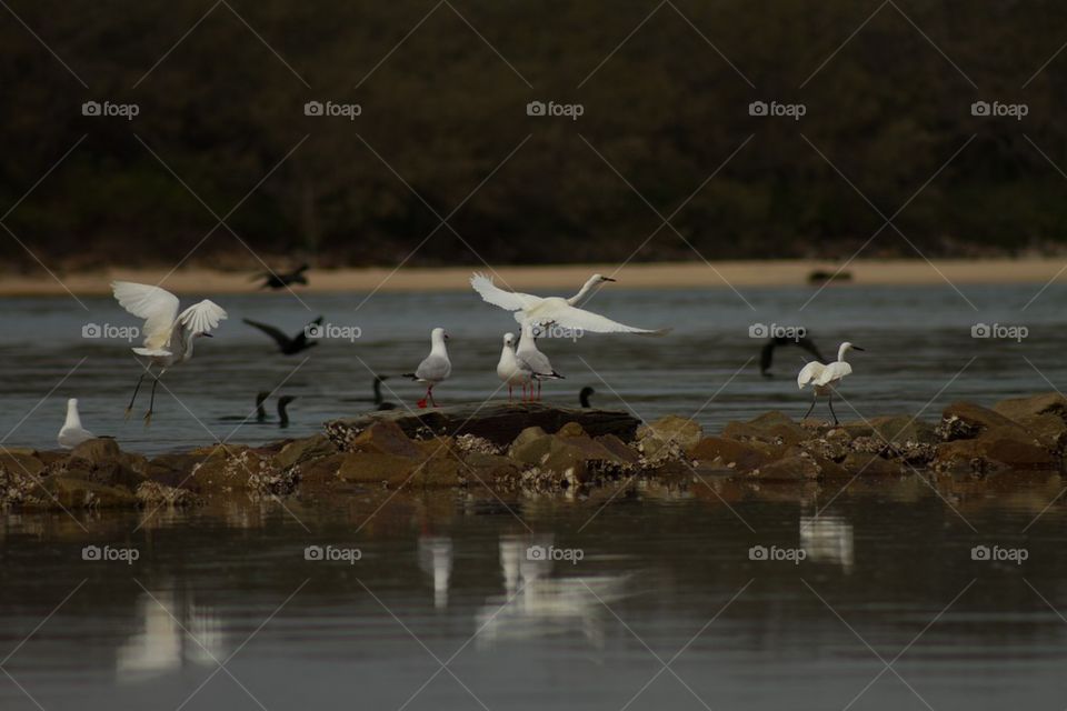 Bird Flight of Rocks