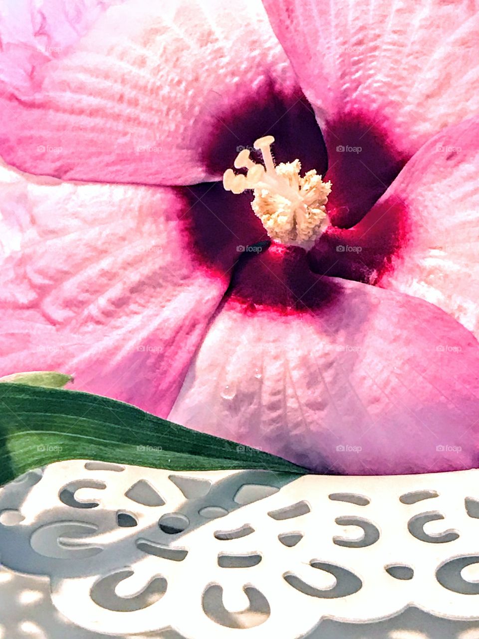 Rose Mallow Hibiscus in dish