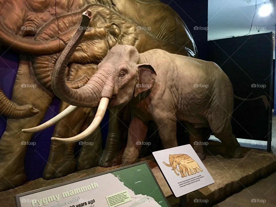 Mammoth exhibit.