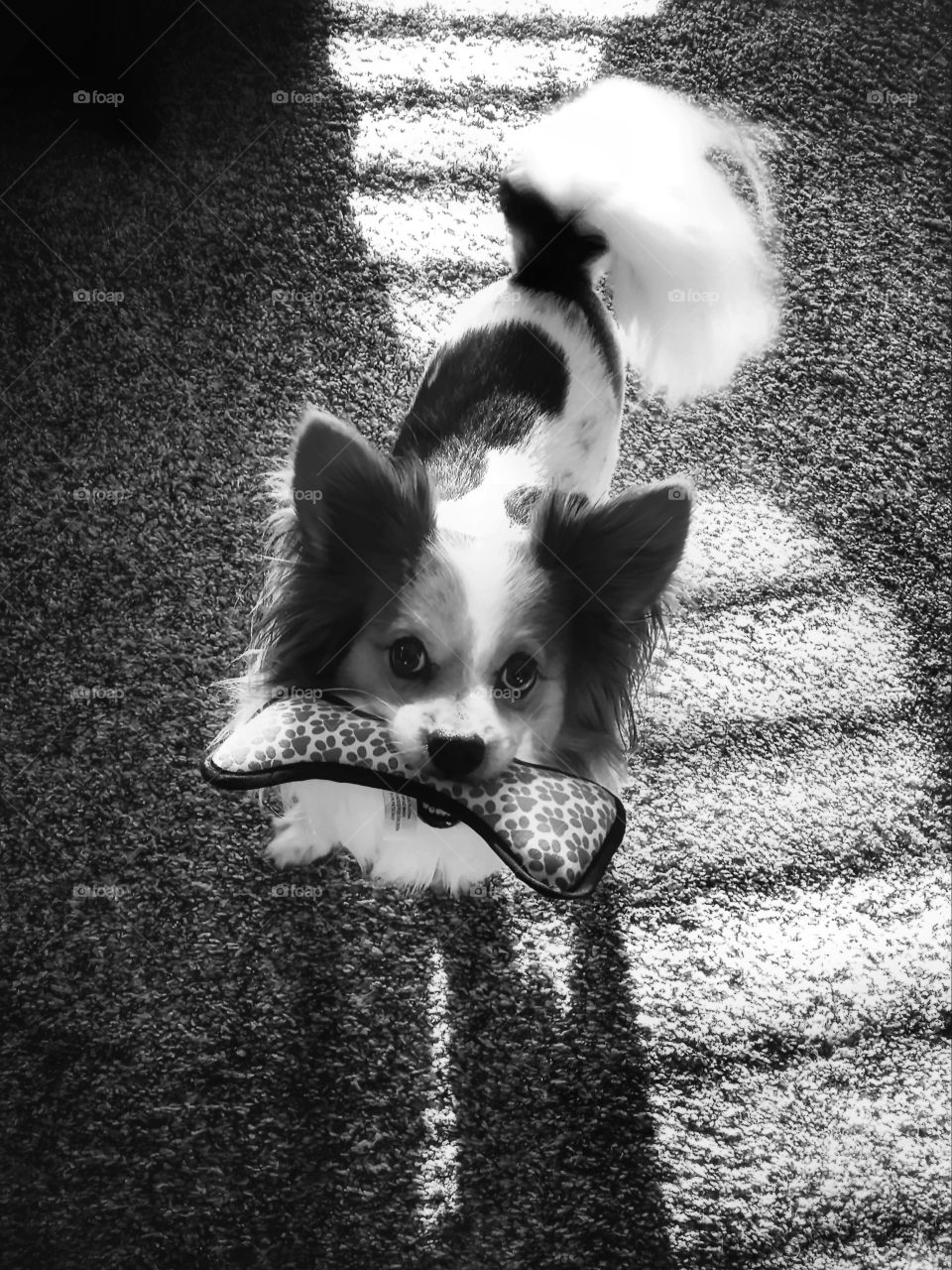 Papillon Puppy in the Shadows with His Toy