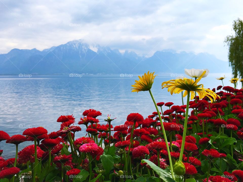 Lake in Montreux 