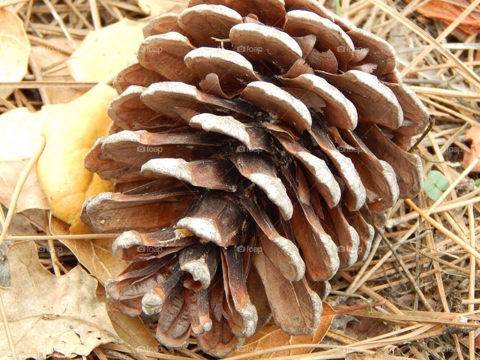 Pinecone