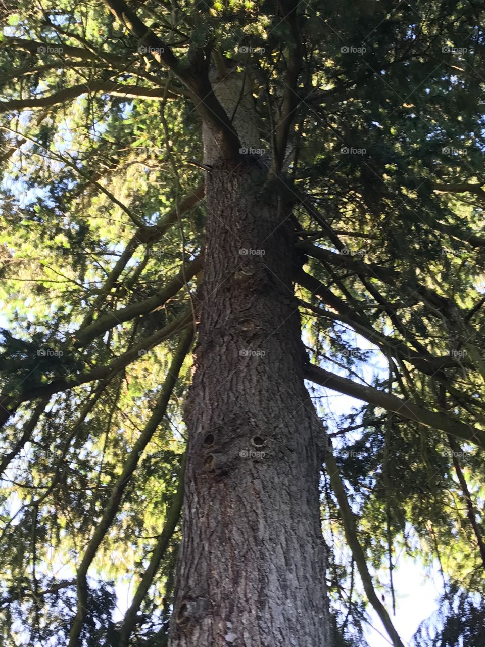 Looking up into a beautiful evergreen