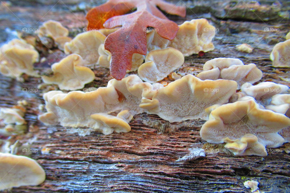 Fungus on a log