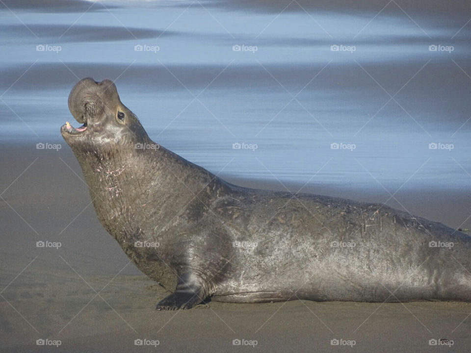 Elephant Seal on shore