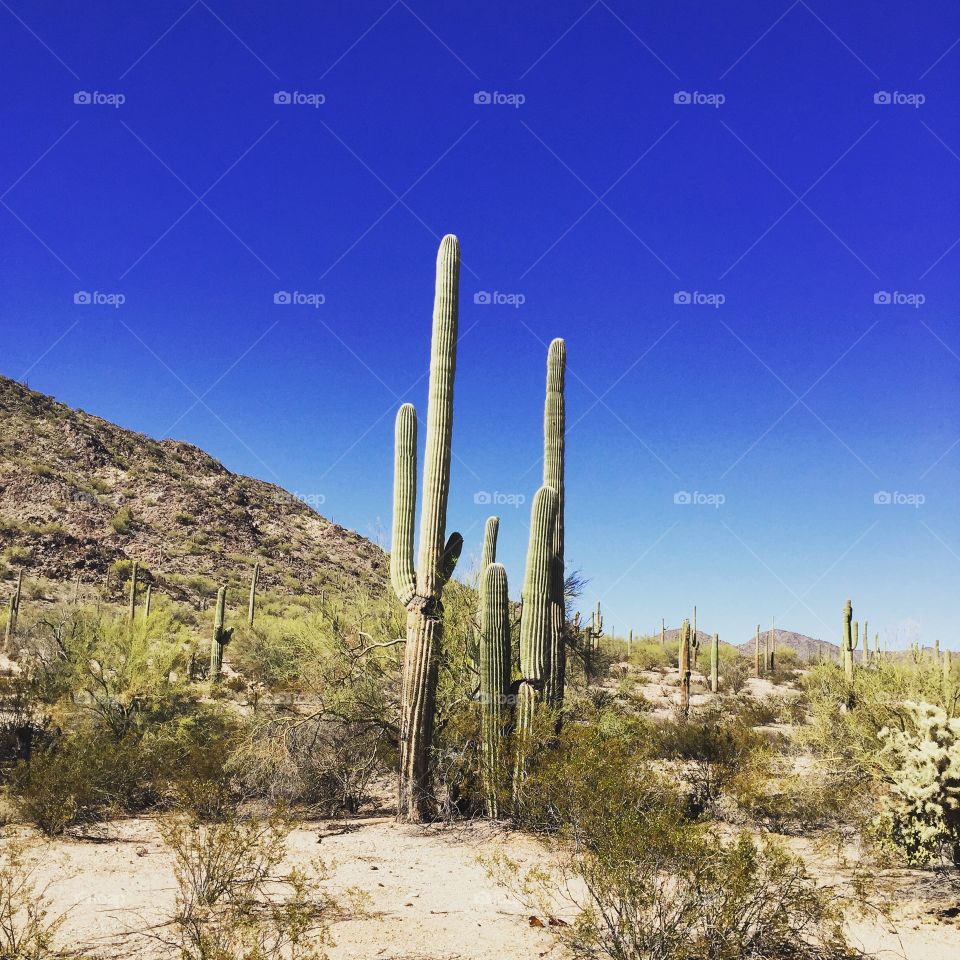 Cactus, Desert, Saguaro, Landscape, Nature