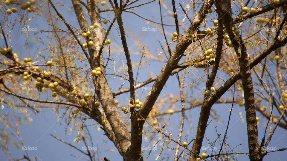 Fruits on the branches - few leaves - sunlight - blue skies - a beautiful day to be grateful.