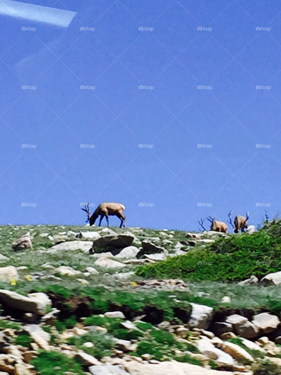 Elk on the peak