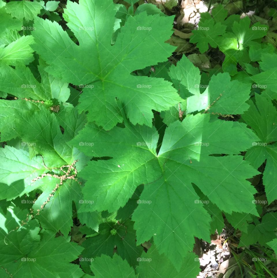 Goldenseal 