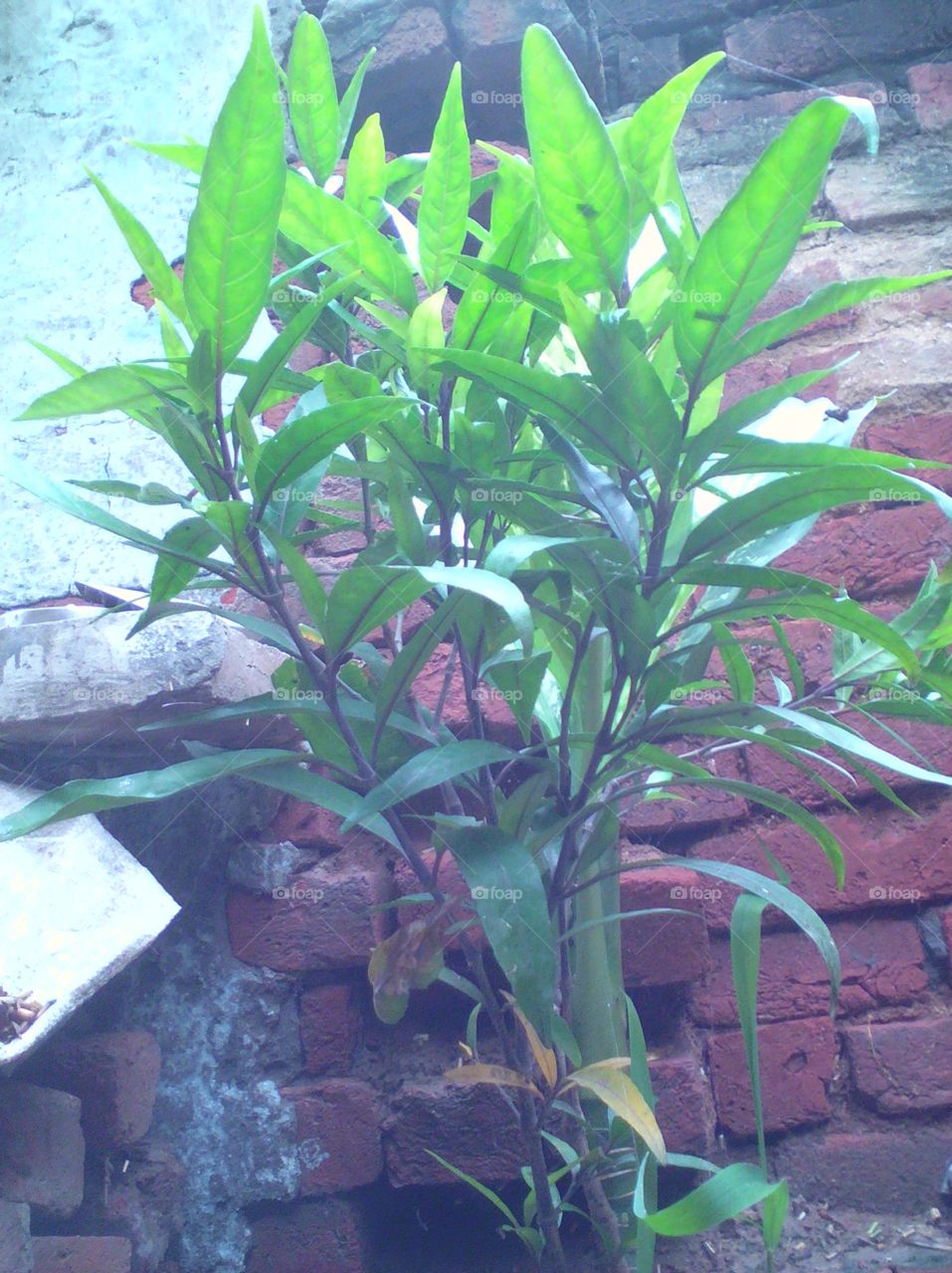 Green Plant