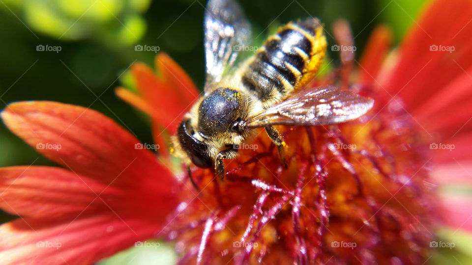 Honeybee on red flower