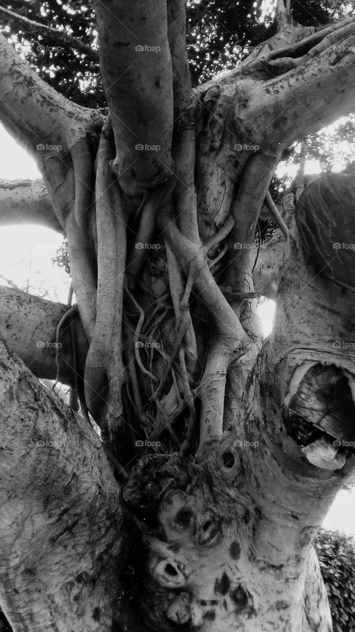 Old tree