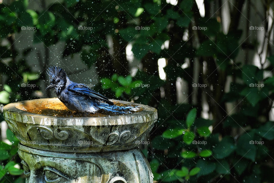 Blue Jay bathing