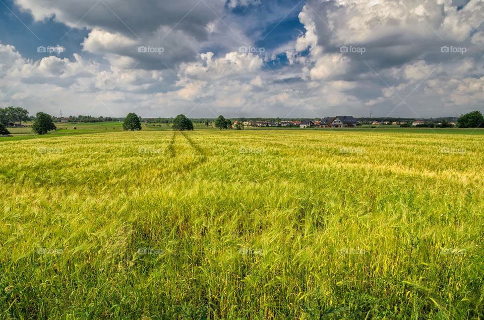 Green wheat field