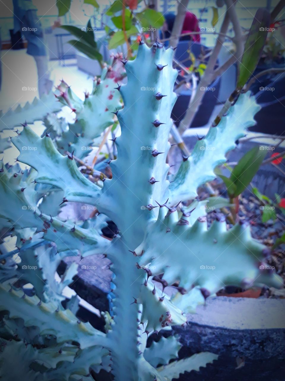 Cactus og
