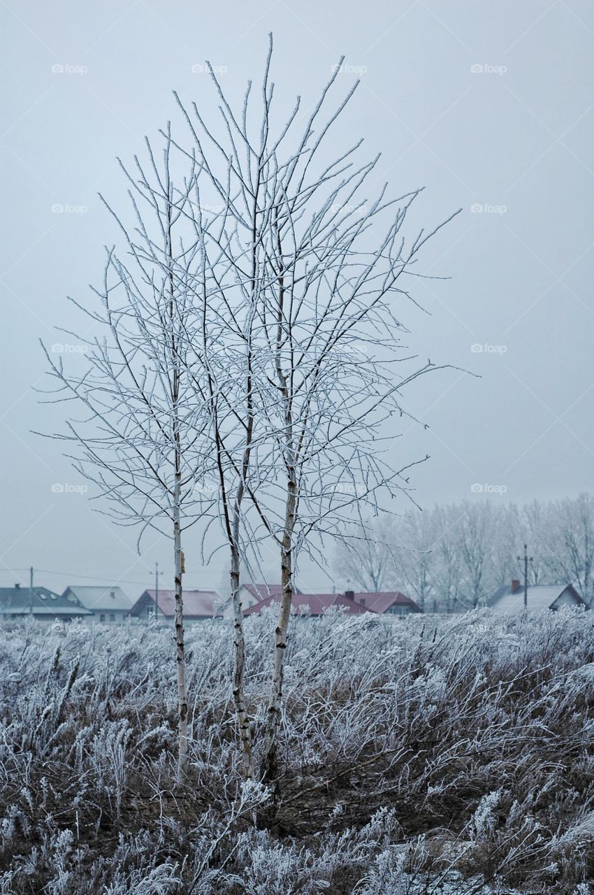 Tree and grass in snow.
 Houses and trees in the distance.