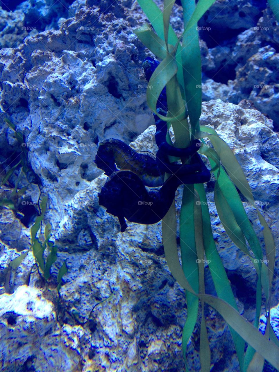 Sea horse