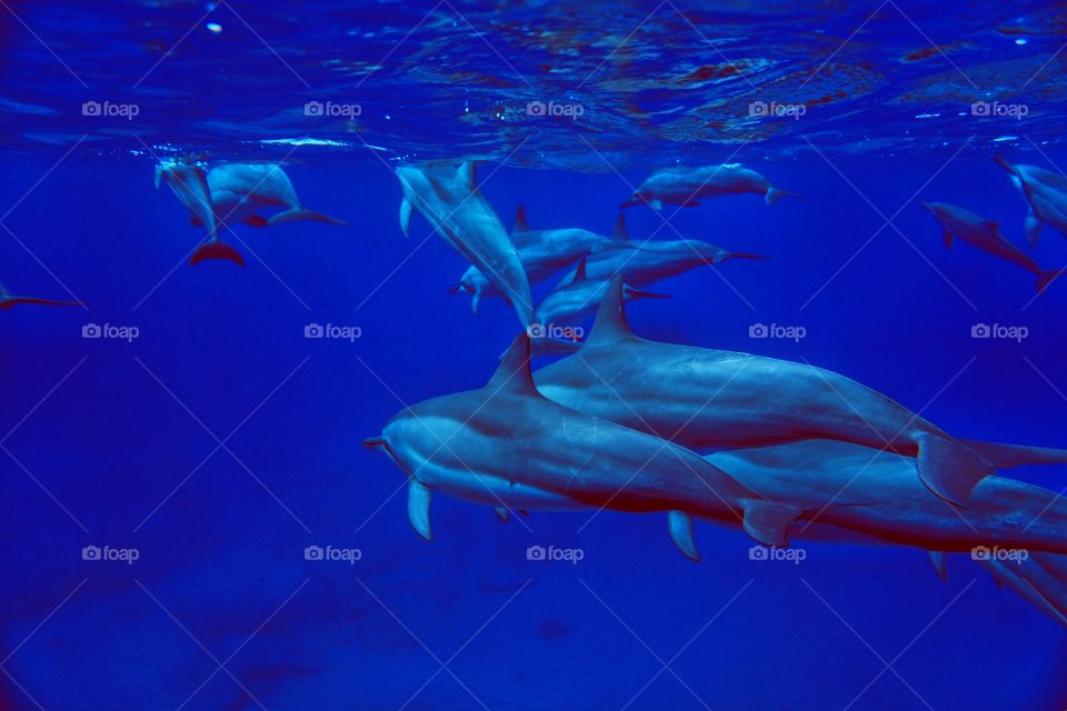 Hawaii Dolphins