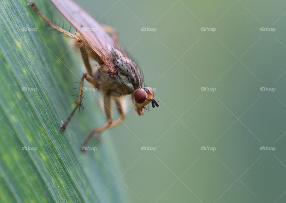 Fly On Leaf