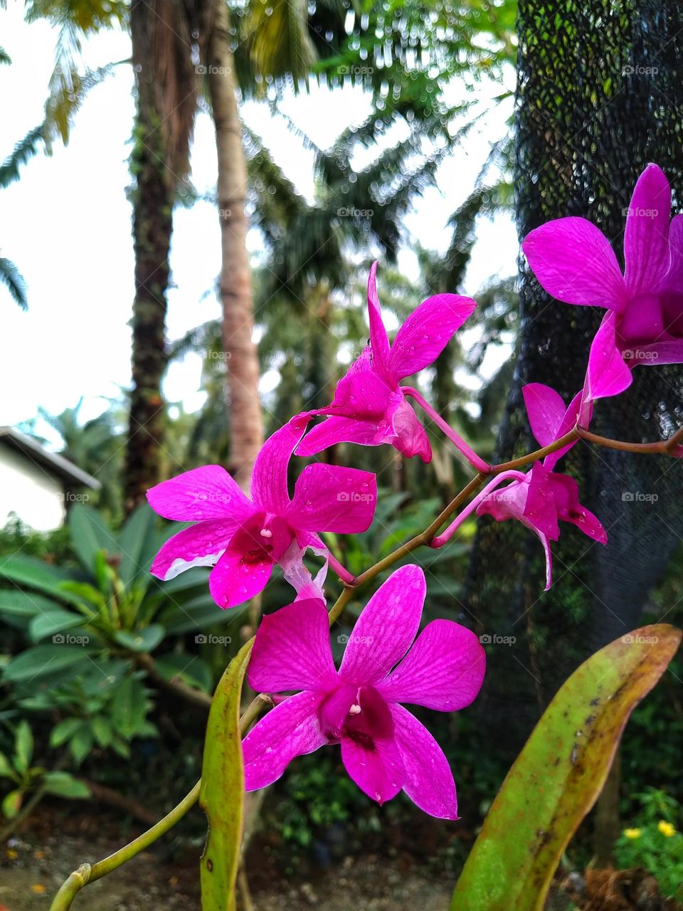 Pink orchid flowers